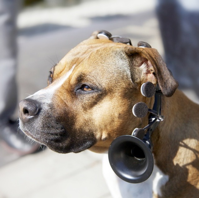 No More Woof headset can read your DOG'S MIND