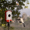 Bird Photo Booth Backyard Bird feeders 