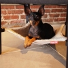 Puppy Crib Hammock For Pets